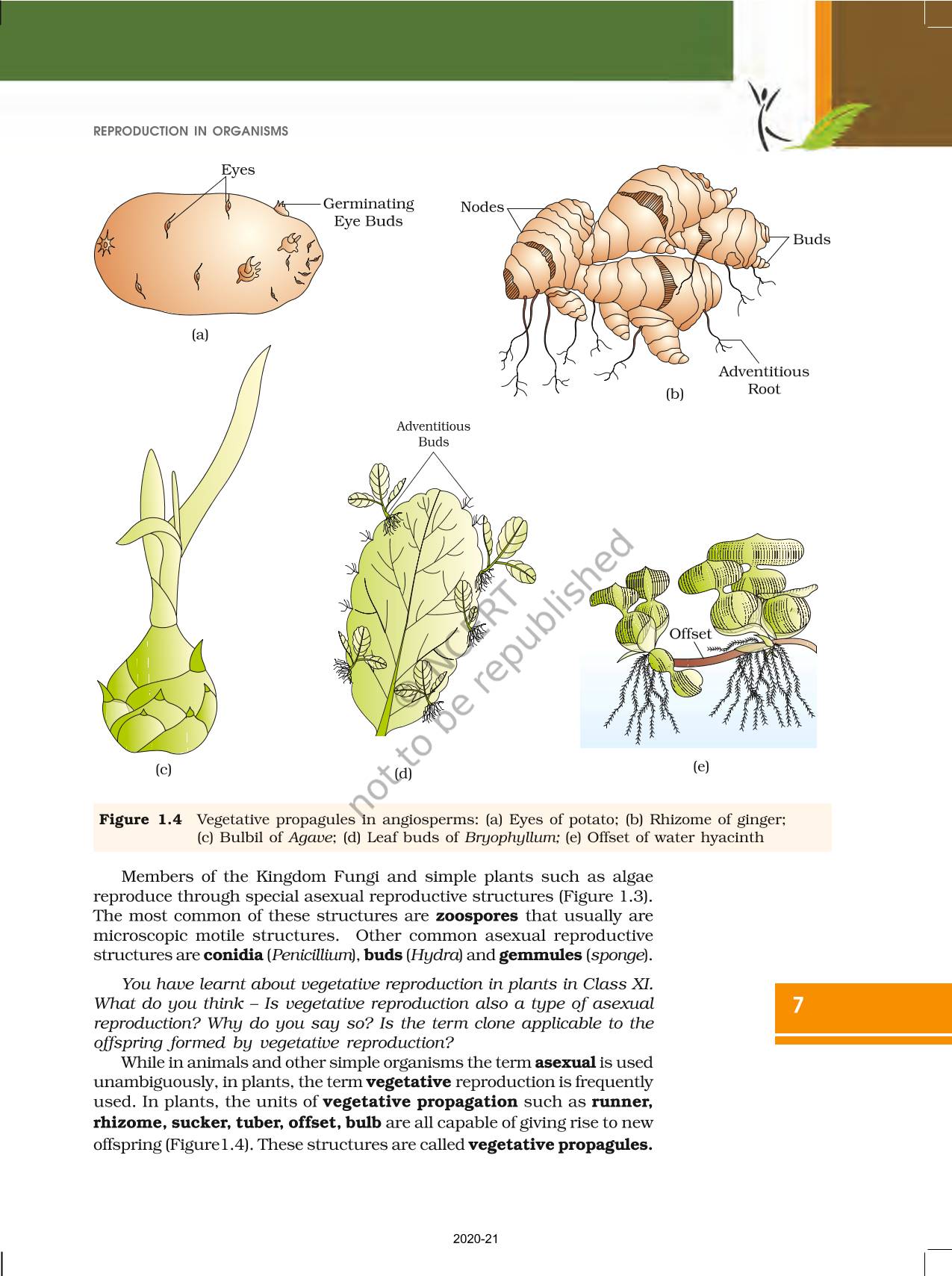 Reproduction In Organisms - NCERT Book of Class 12 Biology